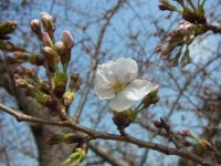 RIMG3955