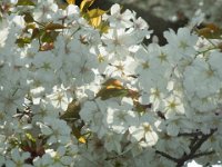 RIMG4338