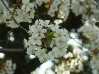 RIMG4341
