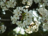 RIMG4342