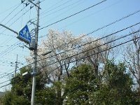 RIMG4354