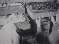 RIMG4397