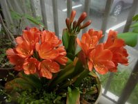 RIMG4779