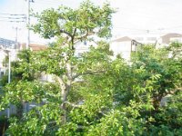 RIMG5566