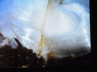 RIMG8547