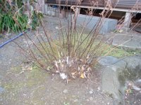 RIMG9186