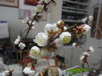 RIMG0239