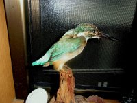RIMG0246X