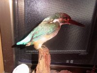 RIMG0247