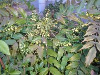RIMG0556