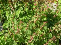 RIMG3818
