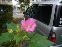 RIMG4536
