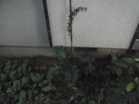 RIMG4593