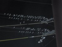 RIMG5535