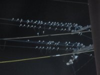 RIMG5536