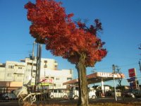 RIMG5575