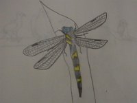 RIMG6989