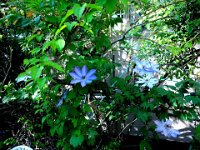 DSC00124X