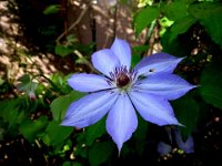 DSC00140X