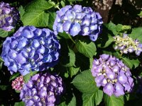 DSC00328