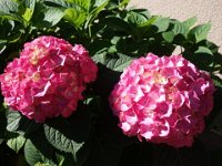 DSC00330