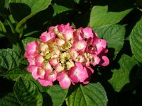 DSC00331