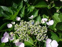 DSC00333