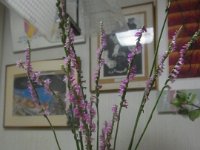 RIMG0010