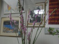 RIMG0011