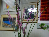 RIMG0011X