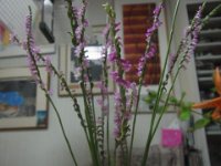 RIMG0012