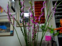 RIMG0012X