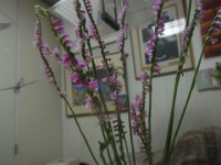 RIMG0014