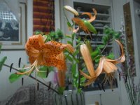 RIMG0017