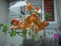 RIMG0048