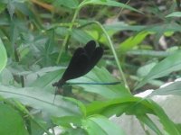 RIMG0051