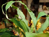 DSC00987
