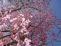 DSC02490
