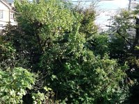 DSC03296