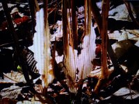 DSC03429