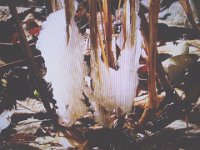 DSC03433X