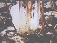 DSC03437X