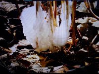 DSC03439