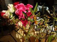 DSC03457