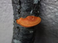 DSC03471