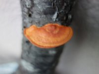 DSC03475