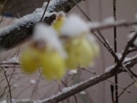 DSC03706