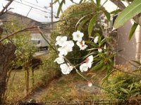 DSC03916