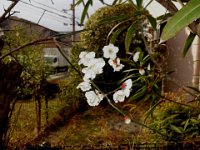 DSC03916X