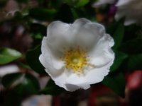 DSC04579